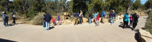 People watching elk at Grand Canyon
