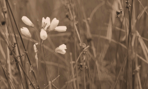 flowers on Mt. Tam